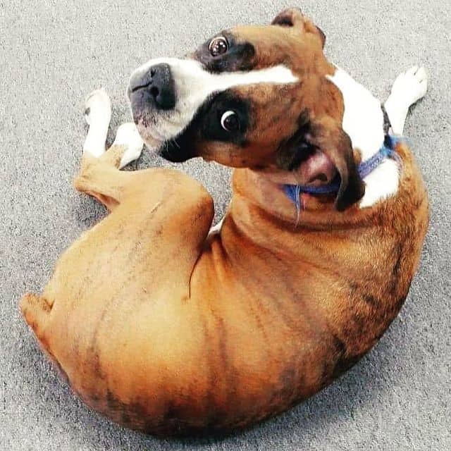 Pupper (1)